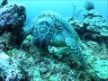 海藻を食べるカメ