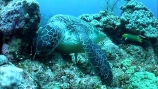 海藻を食べるカメ