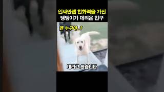 인싸만렙 친화력을 가진 댕댕이가 데려온 친구