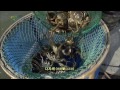 【k】china travel suzhou 중국여행 쑤저우 양청후 호수 털게 따자시에 양식 hair crab of yangcheng lake dazhaxie