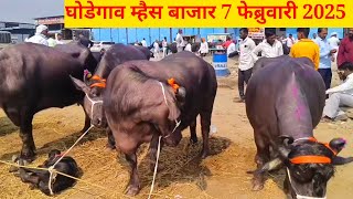 शुक्रवार घोडेगाव म्हैस बाजार live 🔴 7 फेब्रुवारी 2025 || 13 ते 14 लिटर दुधाच्या मुर्रा म्हशी ||