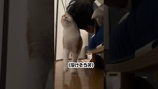 呼べば必ず来てスリスリする猫が可愛すぎる。　#shorts