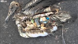 3  When birds eats plastic!