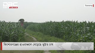 কিশোরগঞ্জে হাওরাঞ্চলে বেড়েছে ভুট্টার চাষ