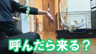 【検証】フェレットは名前を呼んだら来る？～Ferrets come when you call their nemes?～フェレットフクともちおの成長日記