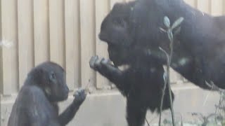 Kintaro is about to become a 3-year-old 💗 good boy gorilla [Kyoto City Zoo]