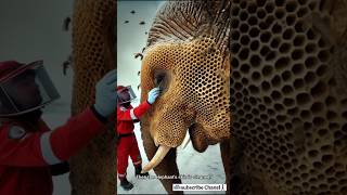 The story of rescuing an elephant with barnacles stuck to its body.#animals #barnacles