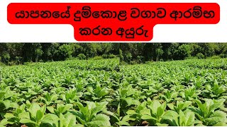 යාපනයේ දුම්කොළ වගාව ආරම්භ කරන අයුරු  | How to cultivate Tobaccos in Jaffna | #tobacco |#Tharaka