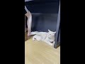 尻尾を踏まれて怒る猫ですが・・・ shorts