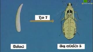 දුඹුරැ පැළ කිඩැ හානිය සමග කොපු අංගමාර රෝගය ද පැතිර යයි