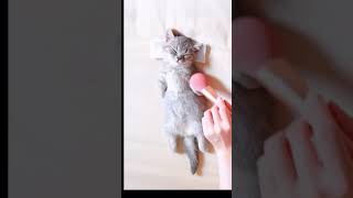 Kitten Enjoy doing spa | collection of stories moment funny cats compilation #tiktok #shorts #in