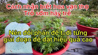 Cách nhận biết hoa vạn thọ trổ sớm hây trễ,Nên đổi phân để tưới từng giai đoạn để đạt hiệu quả cao