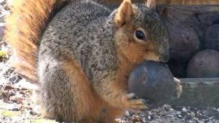 Fox Squirrel - HD Mini-Documentary
