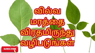 வில்வ மரத்தை விரதமிருந்து வழிபடுவதால் இத்தனை நன்மைகளா? vilva marathai vazhipaduvathal enna nadakum!