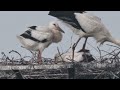 コウノトリ雛の大きさ比較（4月10日と5月3日）