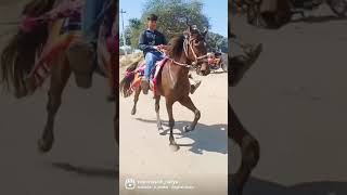 SINDHI Horse reval chal  naliya kutch Gujrat