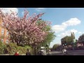 the beautiful glory of springtime flower u0026 tree blossom in london great britain.