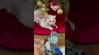 Cute Cat ❤️ 🗃️ #cat #cute #funny#shortvideo #subscribe #viral #youtubeshorts #christmas #gift