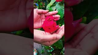 কাঁটামুকুট গাছ,কী সুন্দর ফুল ফুটেছে #love #sweet #flowers #beautiful plssubscribelike