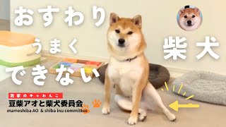 おすわりがうまくできない柴犬【個性だワン】柴犬が好きな人・柴犬を飼いたい人に見てほしい！豆柴アオと柴犬委員会  mameshiba AO \u0026 shiba inu committee