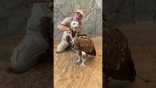 Huge Lappet-faced Vulture!! 😱🦅