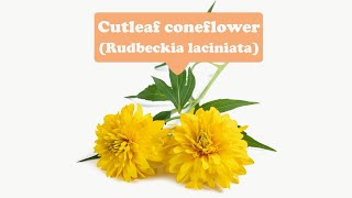 Encouragement, motivation, strength, health--Cutleaf coneflower