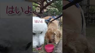 弟犬に押され気味な兄犬 #shorts #アメリカンコッカースパニエル #トイプードル #でかプードル