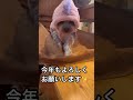 【新年のご挨拶】2024辰年／今年もマイペースに頑張ります！ shorts yorkshire doglover 犬のいる暮らし 壊死性白質脳炎に負けないぞ！