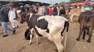 देपालपुर गाय मंडी इंदौर mp 28 जनवरी 2025 #viralvideo cow mandi depalpur#narendraprajapat