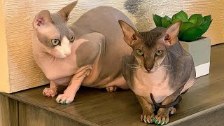 Sphynxiebob Cat Cranky & Peterbald Cat Polina
