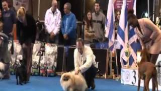 DOG SHOW GIVAT HAIM , ISRAEL-junior