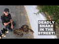 DEADLY SNAKE IN THE STREET!