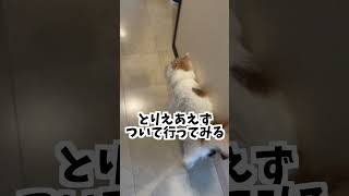 猫が呼びにきたのでついていったら… #shorts