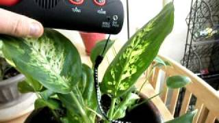 Electromagnetic interference (EMI) and the effects on plant growth.