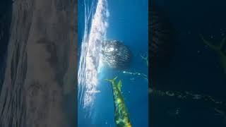 Humpback whale feeding on a baitball right front of me! Underwater whale encounter #humpbackwhale