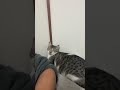 Cute cat video#kimpro828#funny#猫館