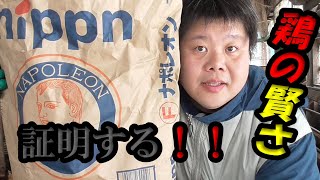 【鶏の生態】分かり難いけど賢いんだぞ！