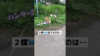 ２匹のちょうちょ🦋を狙っちゃうワン🐕 ナイスファイトな柴わんこ #散歩 #癒し #柴犬  #柴犬のいる暮らし #柴犬SAKURA #日本犬 #Shiba Inu #short #shorts