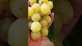 #subhanallah fresh #grapes