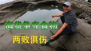 8字坑半夜撒20斤鴨血，海貨爭奪食物，兩敗俱傷，吳哥直接抓爆桶