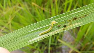 ដង្កូវមូរស្លឹកស្រូវ Rice leaf folder