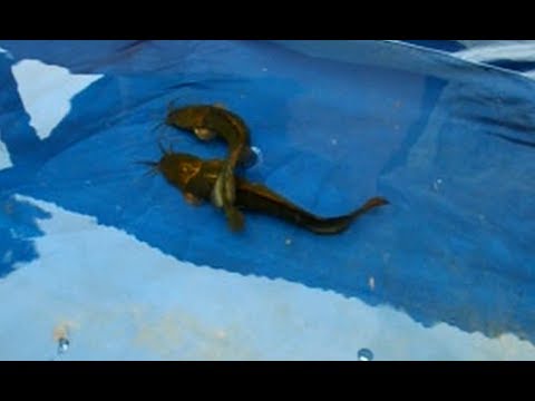 Fish Running | Fish Hatchery | Fish Fun Fish Running | Fish Hatchery | Fish Fun