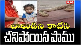 బాలుడిని కాటేసి చనిపోయిన పాము || AVN TV TELUGU