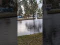 cloudy at pond with trees hooded mergansers bathe u0026 float oviedo florida