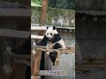 10.9.吊橋上啃胡蘿蔔！💖🐼渝可渝愛 大熊貓 cute panda short