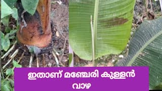 നേന്ത്രവാഴ| മഞ്ചേരി കുള്ളൻ വാഴ|  #vazakrishi #banana  #farming  #agriculture