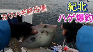 カワハギ専門便!爆釣！アタリまくりのバラシまくり(^_^;)【ミニボート釣り】