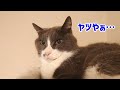 【猫のツッコミ】猫を色々な名前（あだ名）で呼んでみた。