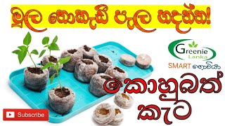 මොනවද මේ කොහුබත් කැට!! Grow plants In Cocopellets