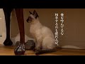 俺はシャム！新しい猫vlog始動｜newハウスへの引っ越し